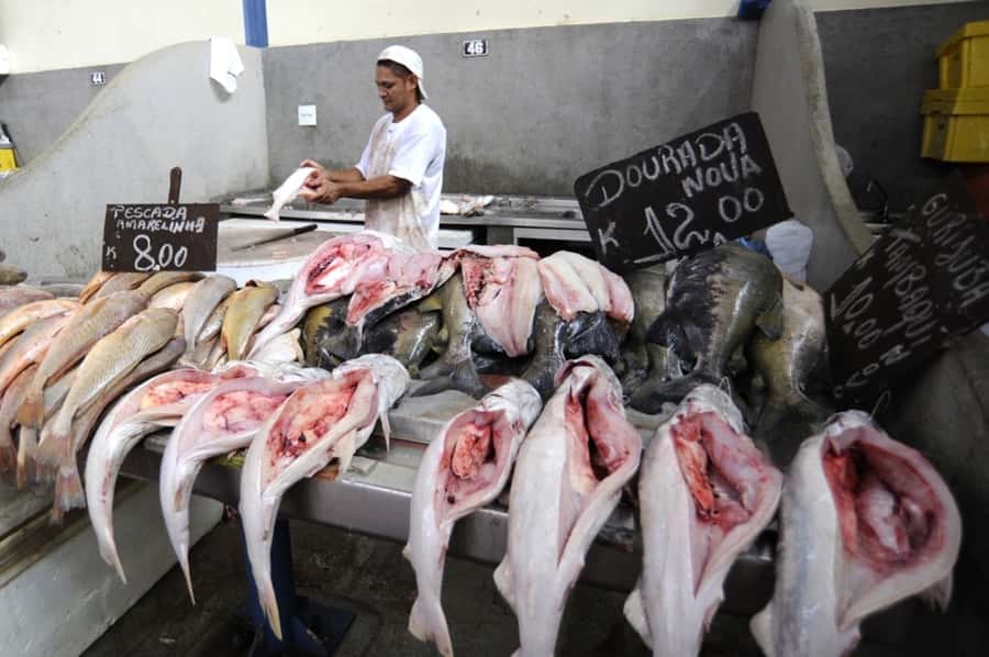 Belém: Ver-o-Peso Market and Full-Day City Tour with Lunch - Emilio Goeldi Museum: wildlife in the middle of the city