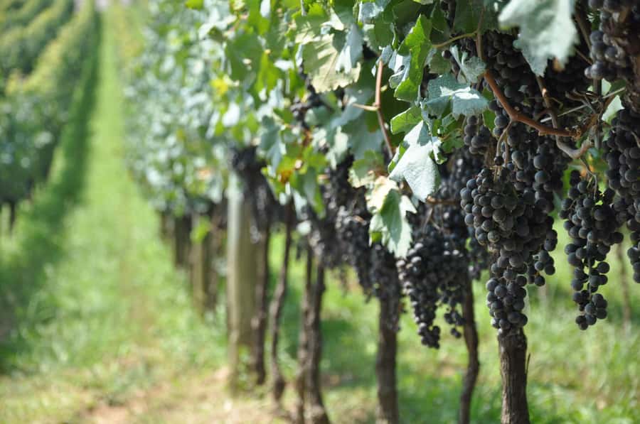 Bento: DayTour Privado Vale Vinhedos saindo de Porto Alegre - The wine tasting: sparkling wine, table wine, and local character