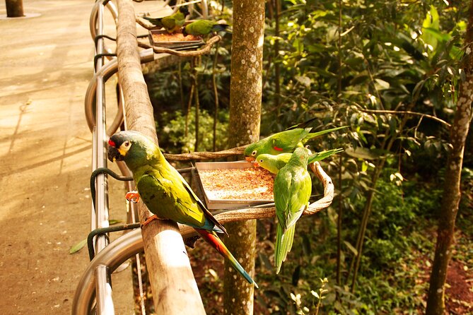 Bird Park General Admission Ticket and Tour - What the $76 Bird Park experience really includes