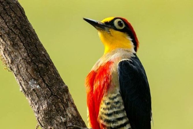 Birdwatching tour to Tijuca National Park with Pica-pau Tours - Why Tijuca is a smart birding choice in Rio