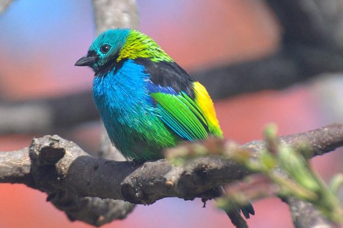Birdwatching tour to Tijuca National Park with Pica-pau Tours - Floresta da Tijuca: short trails and patient searching