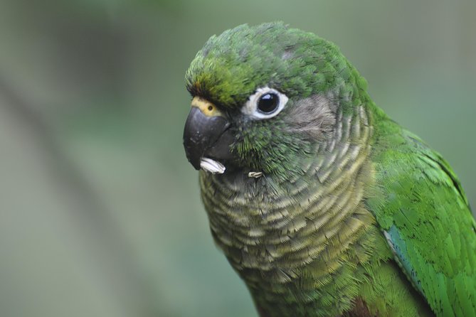 Birdwatching tour to Tijuca National Park with Pica-pau Tours - How the guides make the birding work