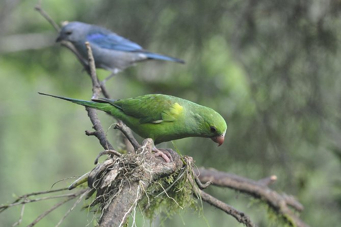 Birdwatching tour to Tijuca National Park with Pica-pau Tours - What the $236.57 group price really means