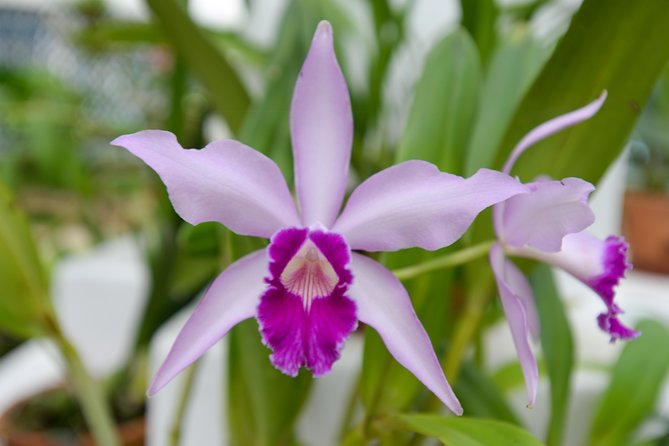 Botanical Garden and Parque Lage Private Tour with a Photographer - What the photographer-guide adds