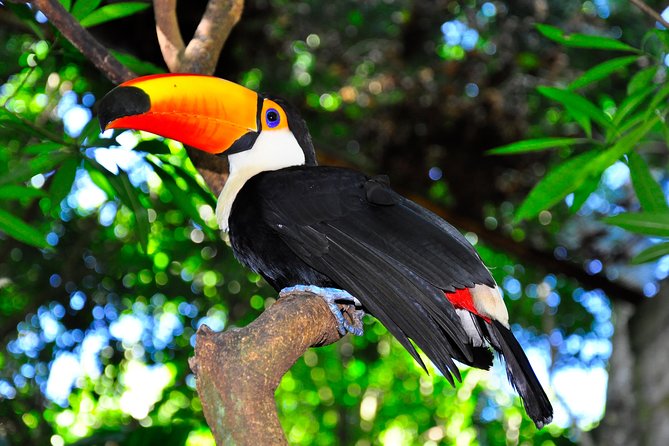 Brazilian Falls, Bird Park and Itaipu Dam from Foz do Iguaçu - Who should book this tour