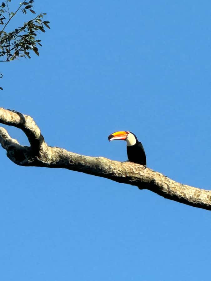 Brazilian Iguassu Falls,Bird park Boat Safari all tickets - Seeing the Brazilian side of Iguassu Falls