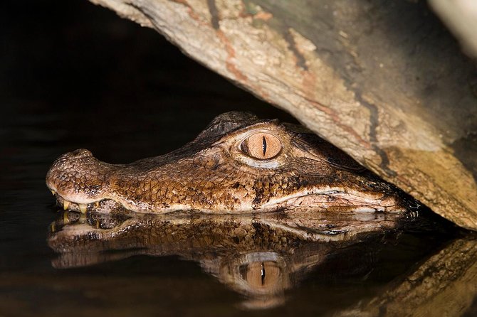 Caiman Spotting - Key points before you book