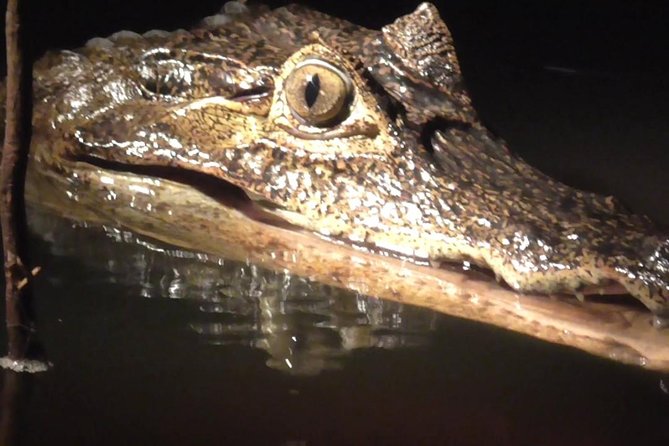 Caiman Spotting - The guide makes or breaks the night