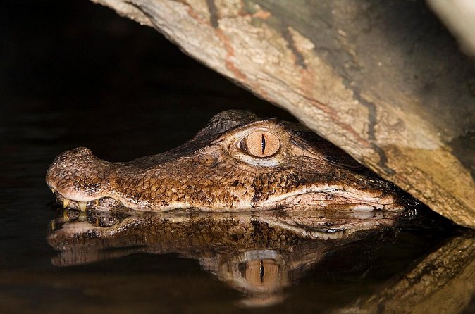 Caiman Spotting - Mosquitoes, clothing, and what to bring