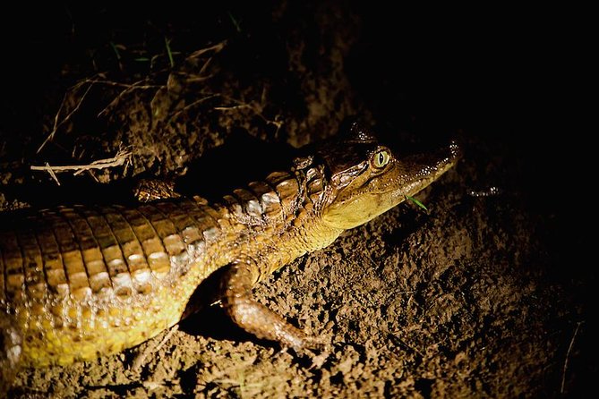 Caiman Spotting - The Meeting of Waters: an important promise to clarify