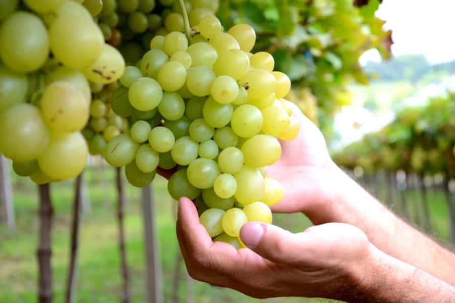 Canela/Gramado: South Wineries, Wine Train, & Italian Park - Key points at a glance