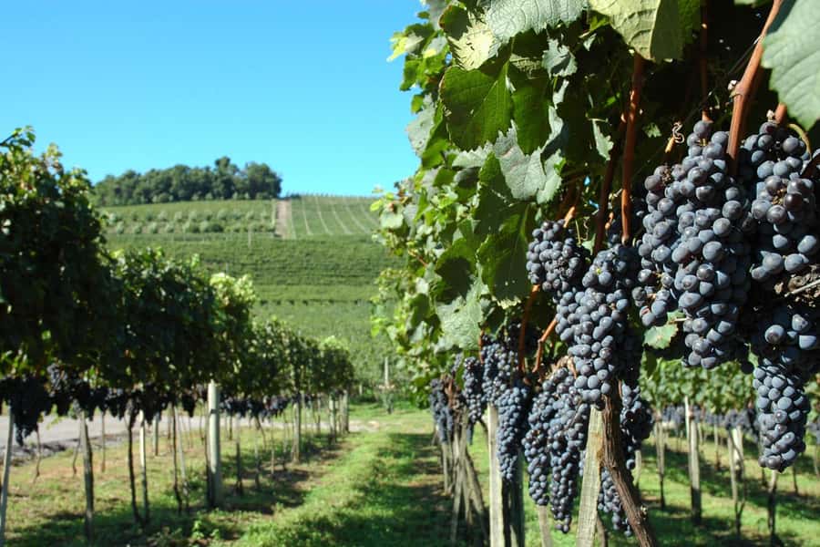 Canela/Gramado: South Wineries, Wine Train, & Italian Park - Why this Serra Gaúcha day trip takes all day