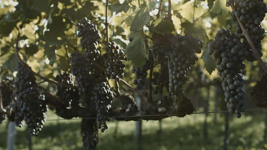 Canela/Gramado: South Wineries, Wine Train, & Italian Park - Tramontina and Gdom Knitting: useful, but not for everyone