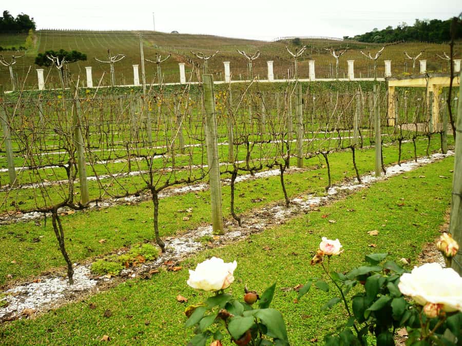 Canela/Gramado: South Wineries, Wine Train, & Italian Park - Who should book this tour?