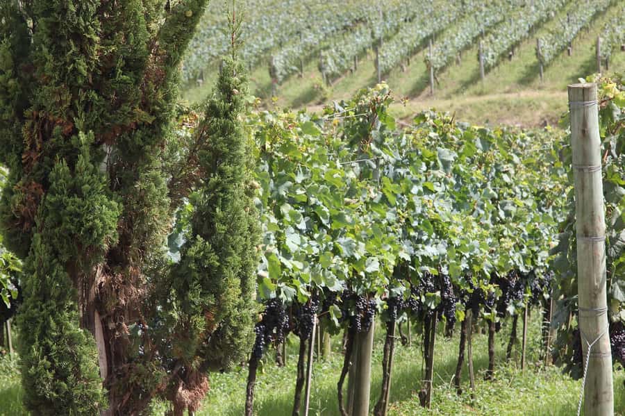 Canela/Gramado: South Wineries, Wine Train, & Italian Park - Practical details before you reserve