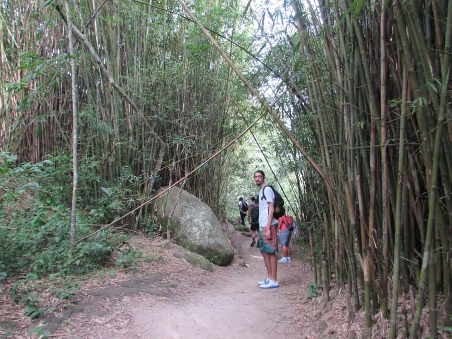 Discover Pedra do Telégrafo: Scenic Hike with Expert Guide - What the 3.5-kilometer trail feels like