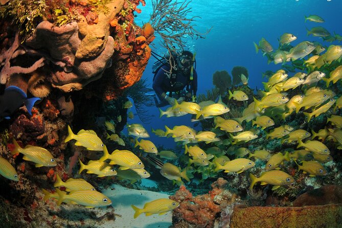 Discover scuba diving in Búzios - Key Points About This Búzios Scuba Experience