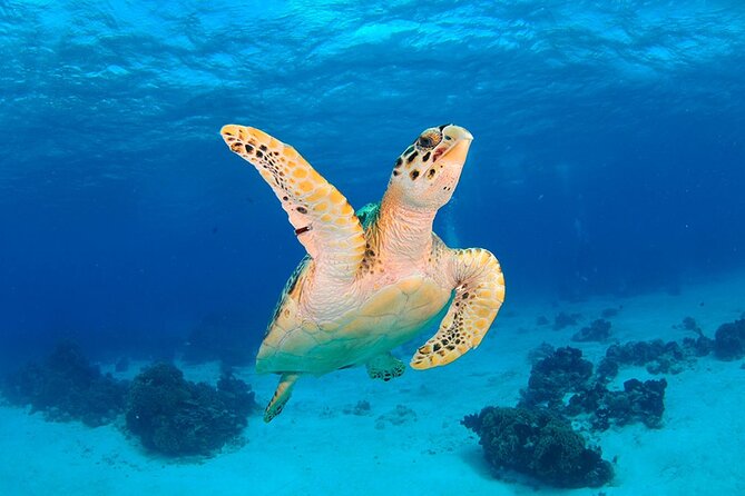 Discover scuba diving in Búzios - Starting at João Fernandinho Beach