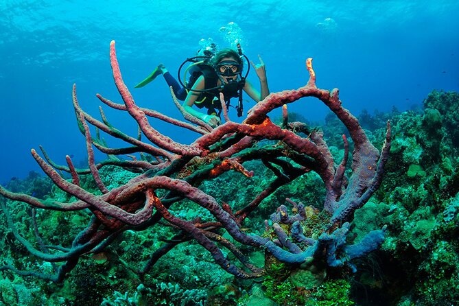 Discover scuba diving in Búzios - Who Will Enjoy This Most