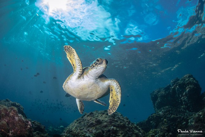 Diving for Beginners and Accredited - Búzios RJ - What first-time participants can expect underwater