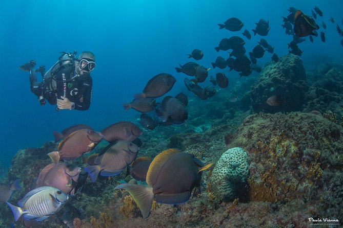Diving for Beginners and Accredited - Búzios RJ - Staff support is the strongest part of the experience