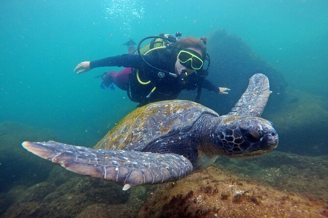 Diving with Turtles in Floripa - An early start at Barra da Lagoa