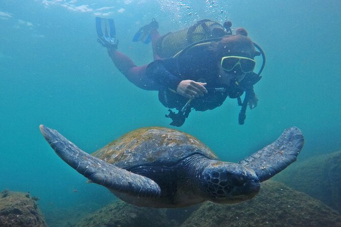 Diving with Turtles in Floripa - Reaching Xavier Island by boat