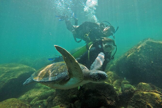 Diving with Turtles in Floripa - What the 30-minute scuba session feels like
