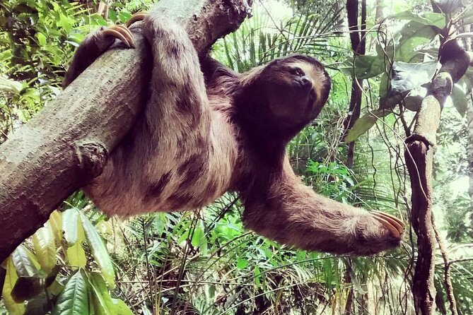 Explore the Best of Tijuca Forest – Hike to Peaks, Caves & Falls - Vista Chinesa and the question of the best view
