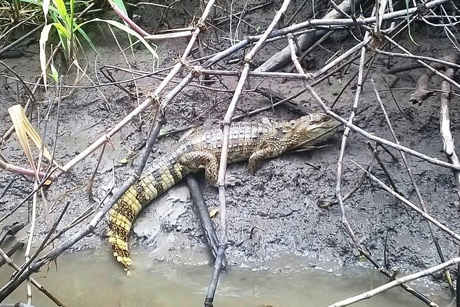 Exploring the Amazon by Boat with Sunset and Wildlife Observation - Key points to know before booking