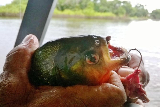 Exploring the Amazon by Boat with Sunset and Wildlife Observation - Seeing the meeting of the waters