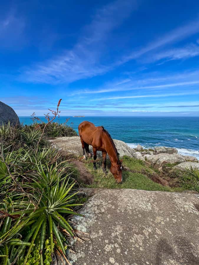 Florianopolis: Gravata Beach Trail with Picnic - Swimming among volcanic rocks