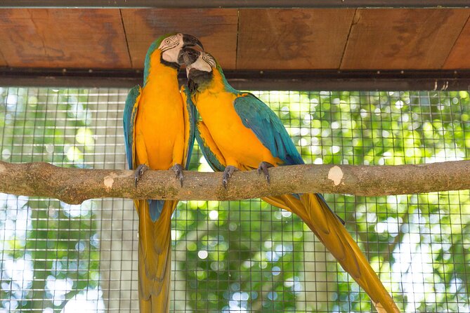 Foz do Iguaçu Airport Shared Transfer - Shared van or nearly private ride?