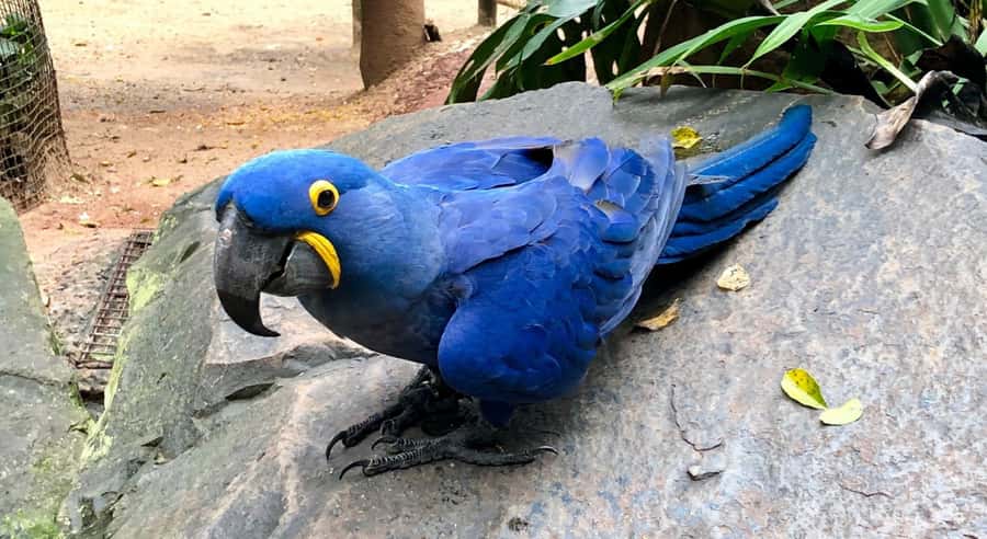 Foz do Iguaçu: Bird Park Tour with Tickets - Why the Bird Park earns a place beside Iguaçu Falls