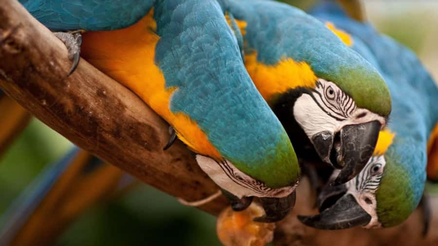 Foz do Iguaçu: Bird Park Tour with Tickets - The macaw feeding is the moment to plan around