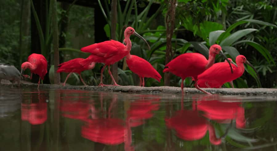 Foz do Iguaçu: Bird Park Tour with Tickets - Hotel pickup from central Foz do Iguaçu