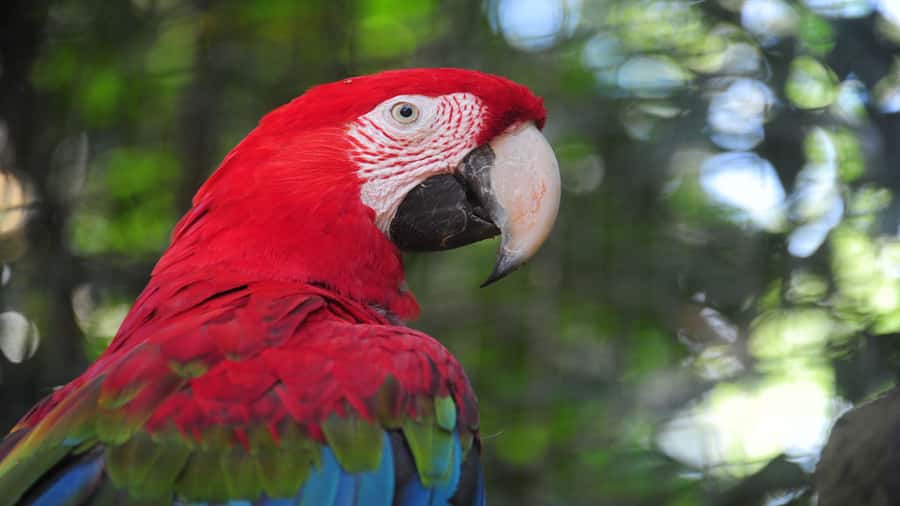 Foz do Iguaçu: Brazilian Side of the Falls + Bird Park - Who will enjoy this tour most?