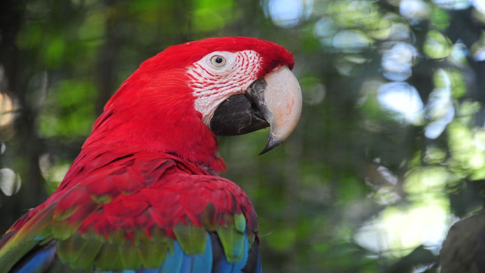 Foz do Iguaçu: Brazilian Side of the Falls + Bird Park - Should you book this Brazilian-side falls tour?