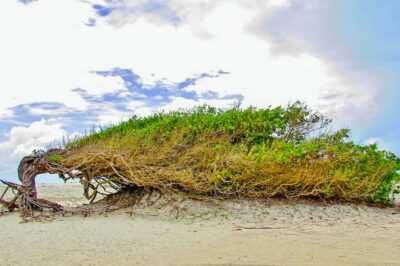 Day Trip to Jericoacoara