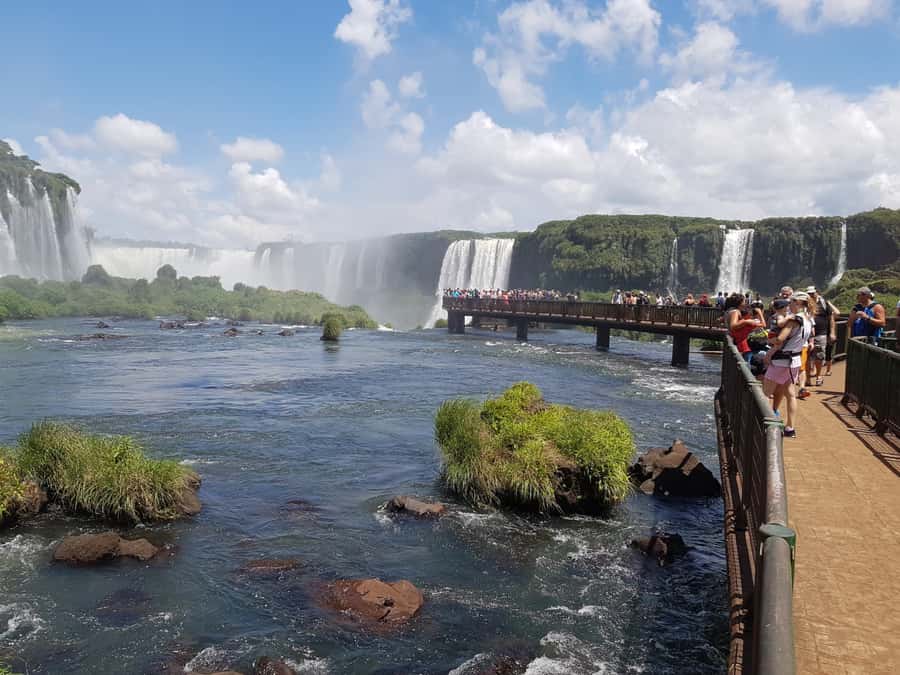 From Foz do Iguaçu: Brazilian Falls and Bird Park Tour - The Bird Park and its Atlantic Forest setting