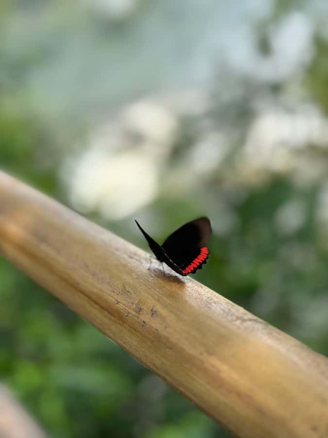 from Foz do Iguaçu: Private Tour on Argentinean Falls - Lower Circuit: spray, sound, and close views