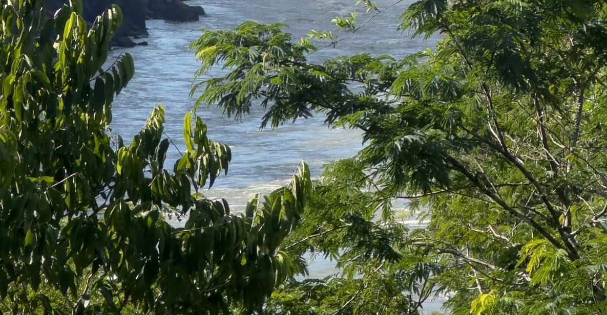 from Foz do Iguaçu: Private Tour on Argentinean Falls - Upper Circuit: broader views over the rainforest