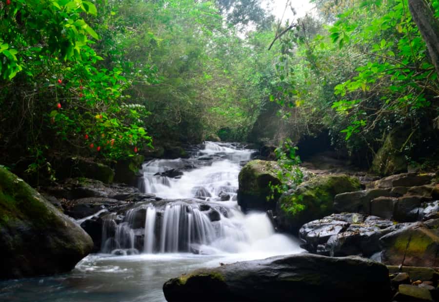 From Foz do Iguaçu: Secret Falls Adventure - Walking through subtropical forest