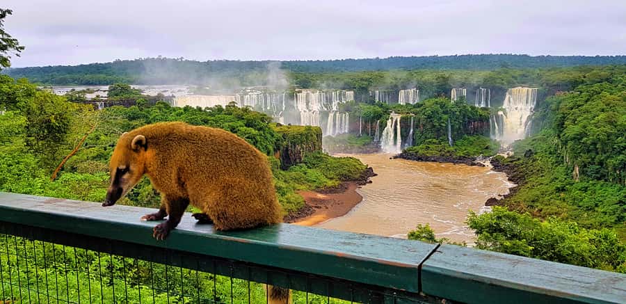 From Foz do Iguazu: Brazil Iguazu Falls & Macuco Safari Boat - The 3-kilometer ride through Atlantic Forest