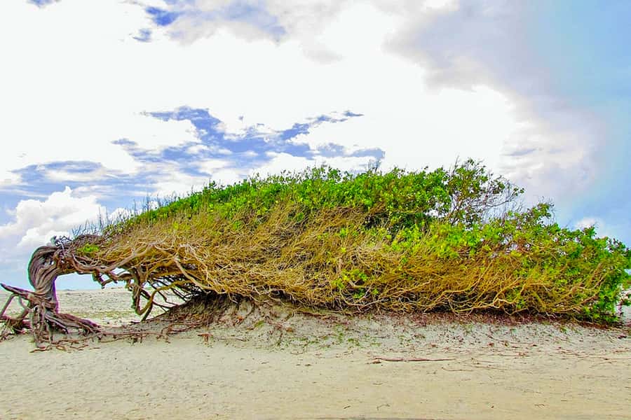 From Jericoacoara: Preá Beach and Paradise Lagoon Tour - Starting with the Tree of Laziness