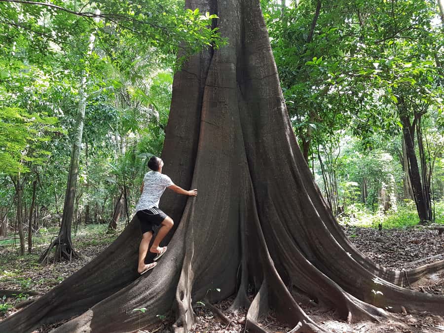 From Manaus: 3 or 4-Day Rio Negro & Anavilhanas River Cruise - The 3-day option: manioc and a 5 PM return