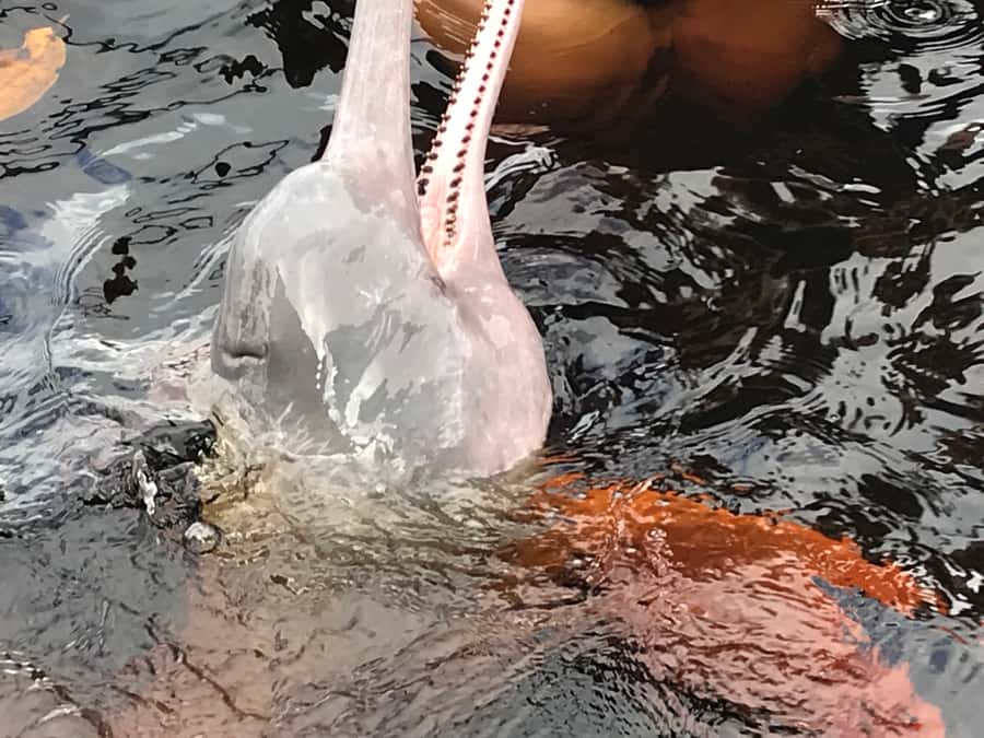 From Manaus: One-Day Amazon Jungle Experience - Swimming with pink river dolphins