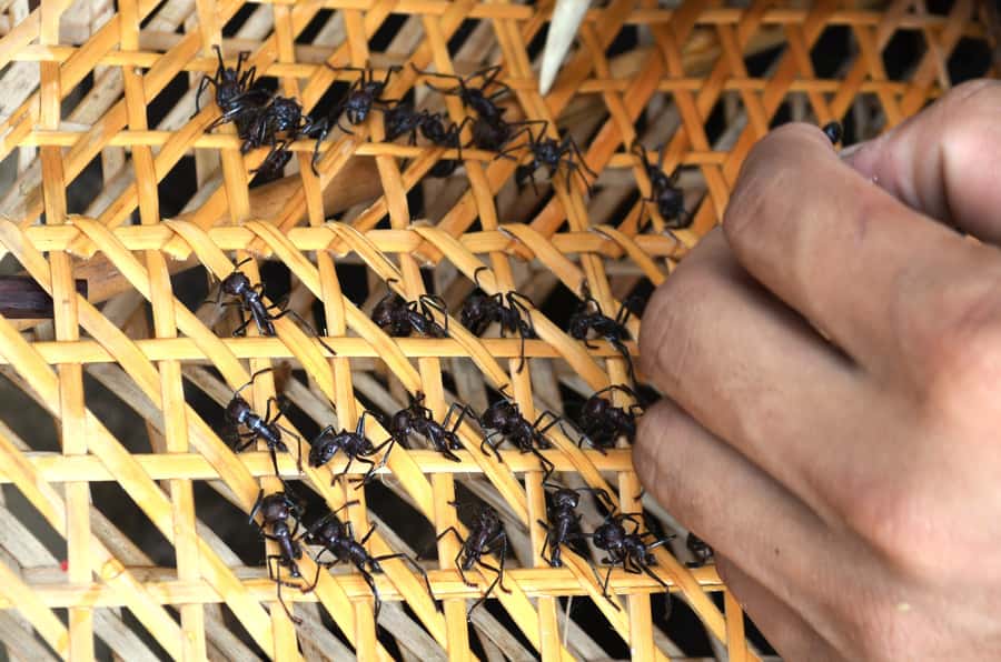From Manaus: Tucandeira Ants Tribe Ritual Full Day Trip - Why this Manaus excursion feels different