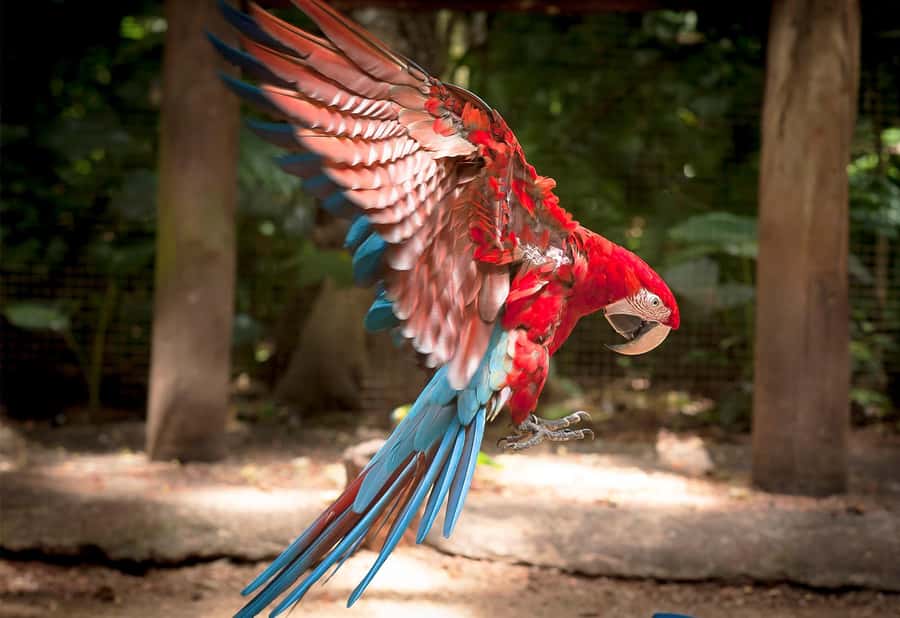 From Puerto Iguazú: Brazilian Bird Park Tour with Tickets - What the four-hour schedule really means