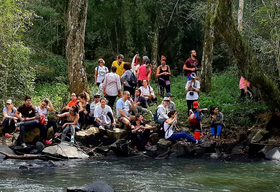 From Puerto Iguazu: Secret Falls Adventure - Walking the subtropical trail